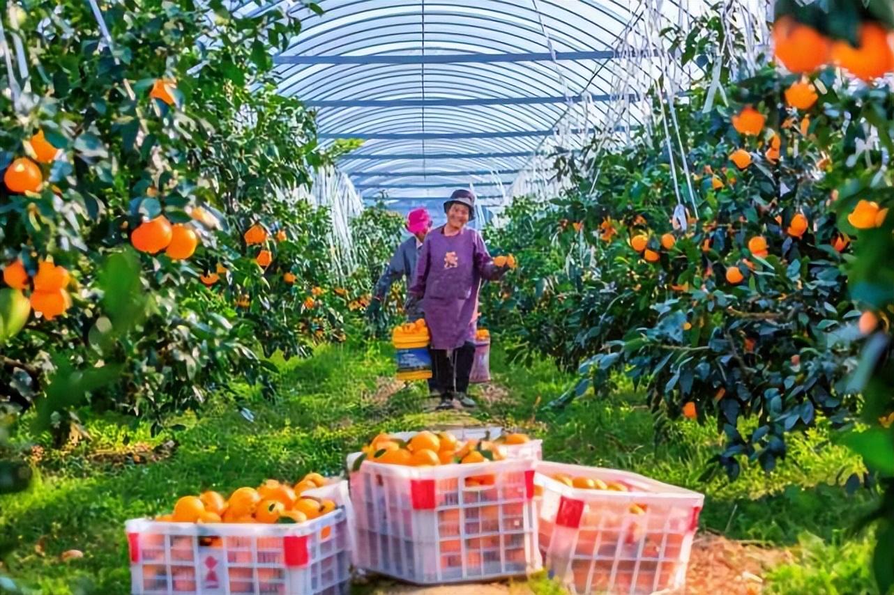 乡村振兴36计｜升级换代，大棚里结出致富果