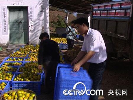 致富经种植水果_致富水果种植方法_致富水果种植视频