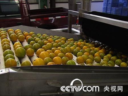致富水果种植方法_致富经种植水果_致富水果种植视频