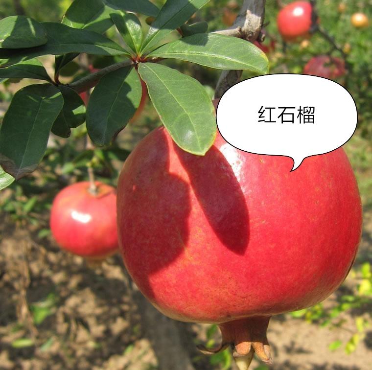 致富石榴南方种植可以吗_南方种植石榴致富_南方种植石榴树品种哪种好