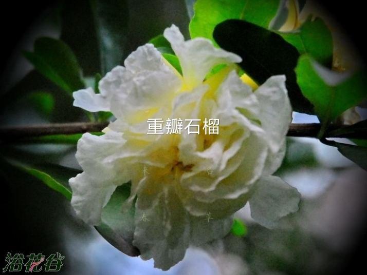 南方种植石榴致富_南方种植石榴树品种哪种好_致富石榴南方种植可以吗