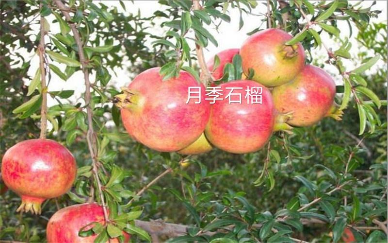 致富石榴南方种植可以吗_南方种植石榴树品种哪种好_南方种植石榴致富