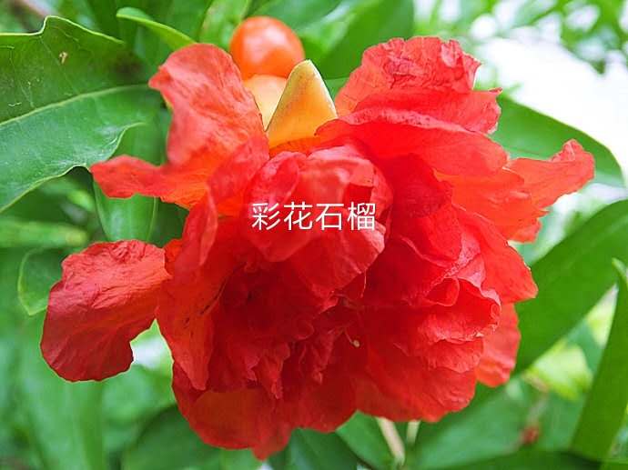 南方种植石榴致富_致富石榴南方种植可以吗_南方种植石榴树品种哪种好
