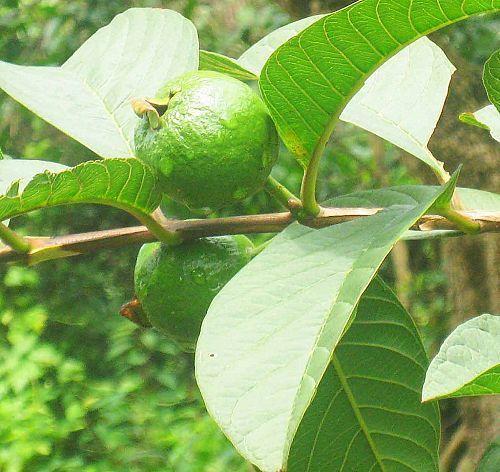 南方种植石榴致富_南方种植石榴树品种哪种好_致富石榴南方种植可以吗