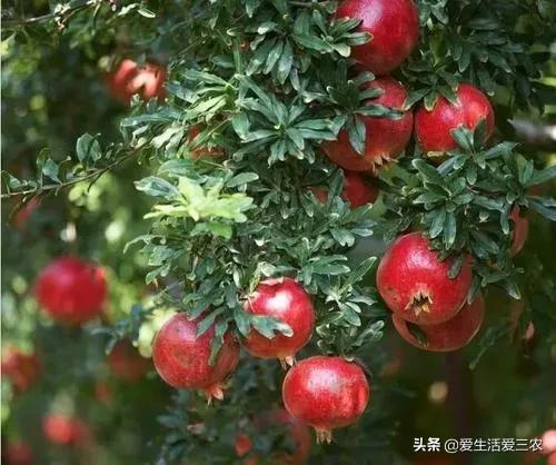 南方种植石榴致富_石榴南方种哪个品种_致富石榴南方种植怎么样