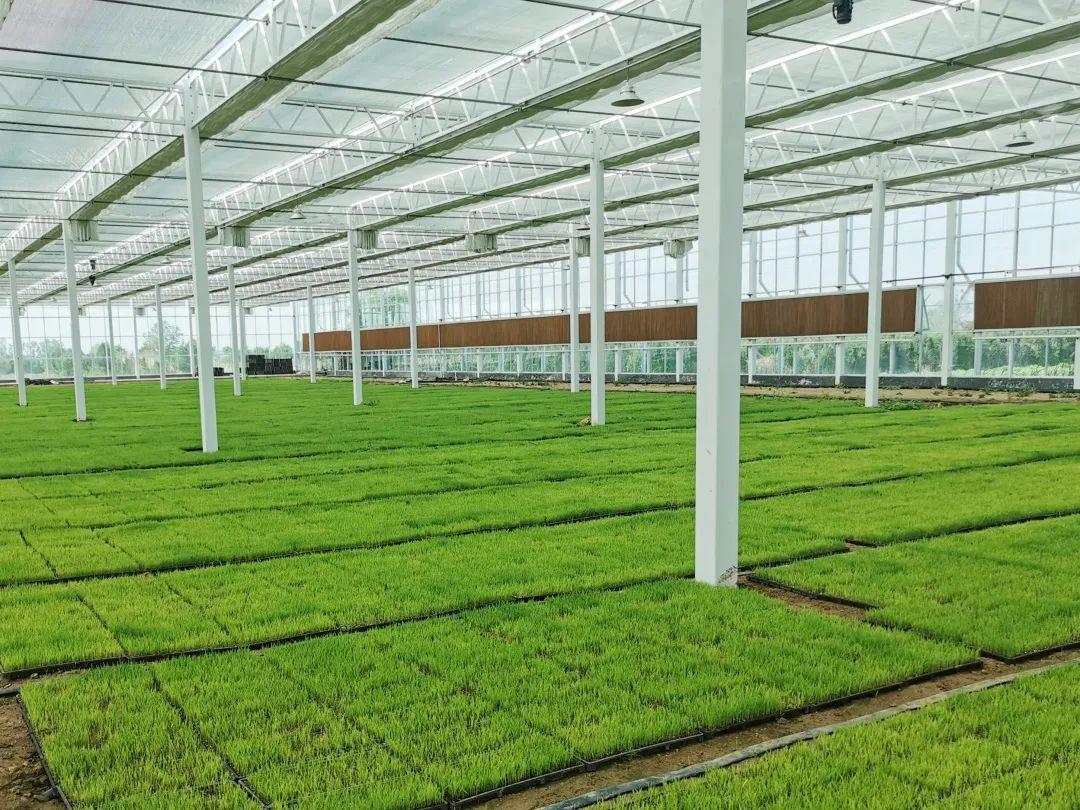 优质粮食工程典型经验交流_粮食优质工程典型经验发言_粮食产业发展典型经验材料