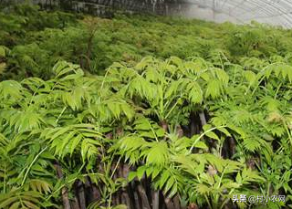 种植香椿的前景_致富种植香椿图片_种植香椿致富