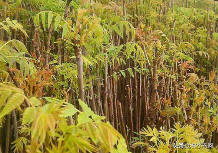种植香椿的前景_致富种植香椿图片_种植香椿致富