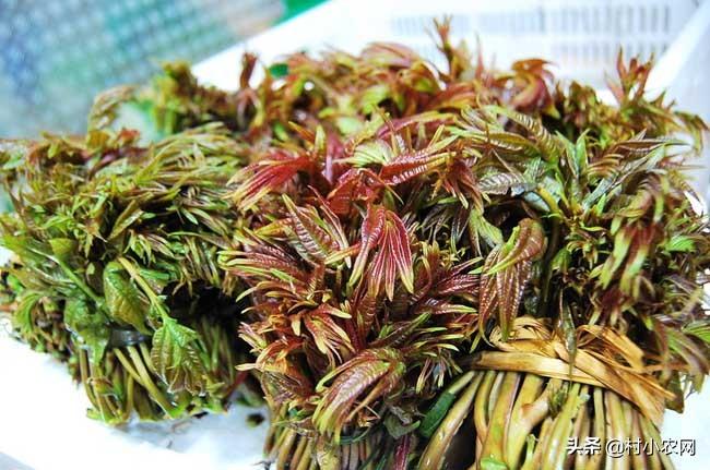 种植香椿的前景_种植香椿致富_致富种植香椿图片