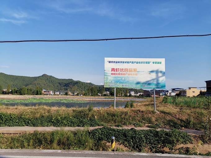 致富经养虾_致富经养殖虾_养殖致富虾