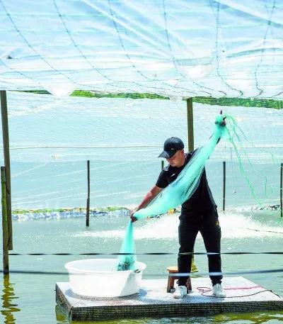 致富经河虾养殖_致富经养虾_养殖致富虾