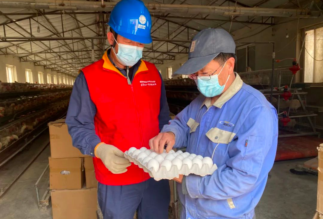致富项目养鸡_农村致富网养殖业养鸡_致富养殖项目