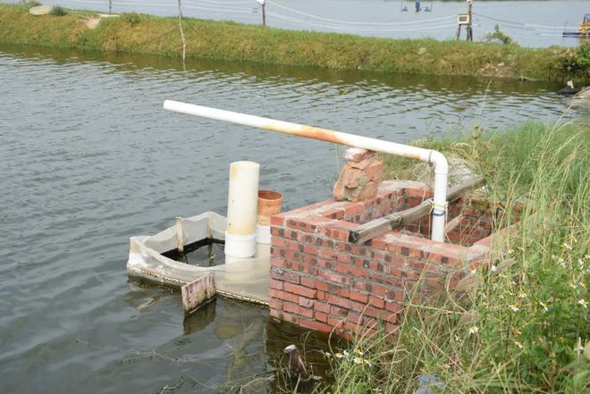 致富经淡水虾养殖视频_养殖致富虾_致富经养虾