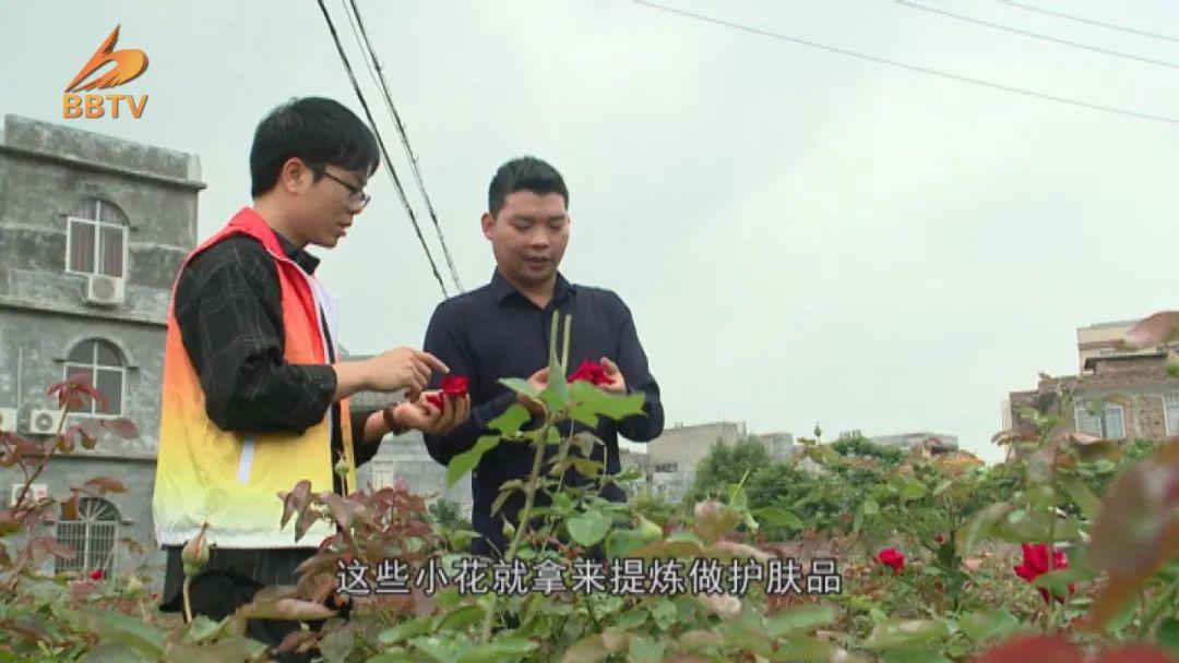 亚山镇潭岸村：玫瑰园里开出“扶贫花”