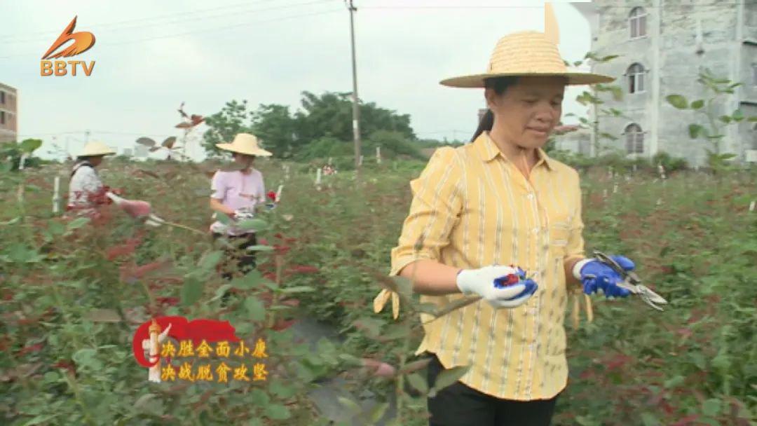 致富玫瑰种植金边花好吗_富民金边玫瑰花种植_致富经金边玫瑰花种植