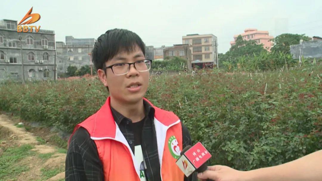 致富玫瑰种植金边花好吗_致富经金边玫瑰花种植_富民金边玫瑰花种植