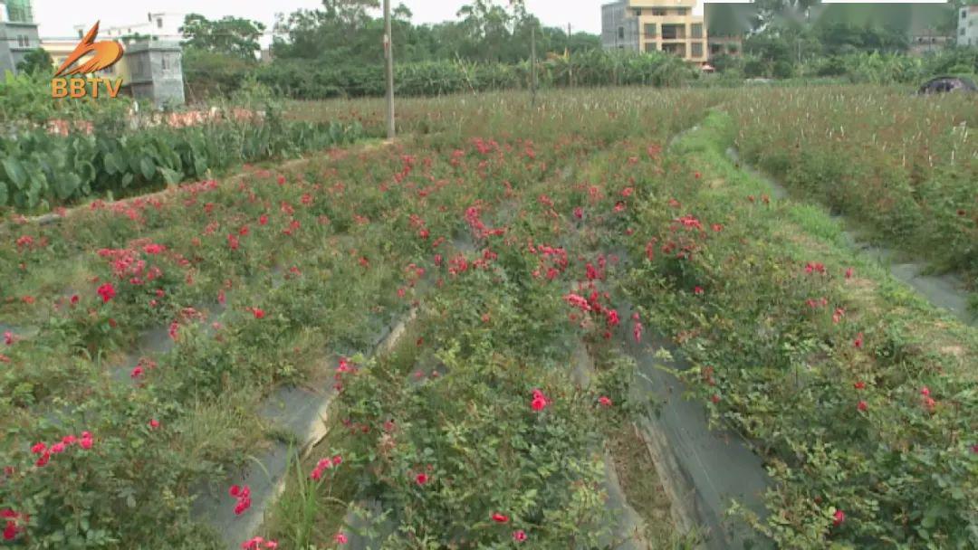致富玫瑰种植金边花好吗_致富经金边玫瑰花种植_富民金边玫瑰花种植