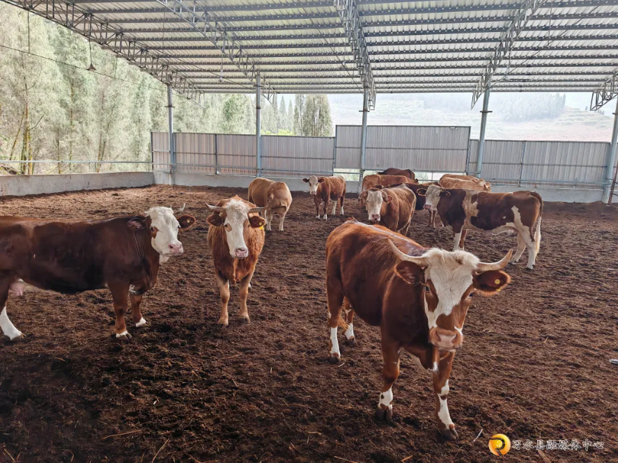 肉牛养殖基地。