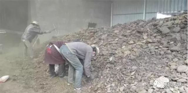 牛粪用来种什么农业好_牛粪怎么种菜_牛粪种植致富方法