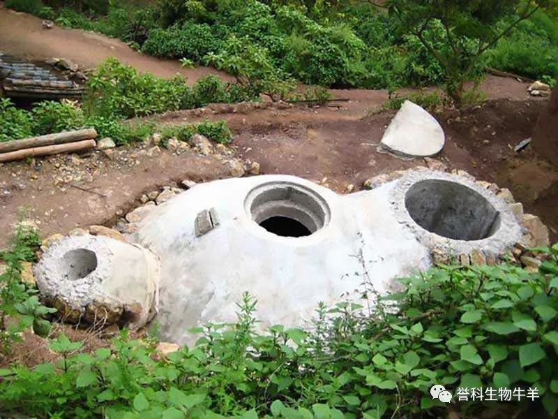 牛粪种地_牛粪种植致富方法_牛粪种草