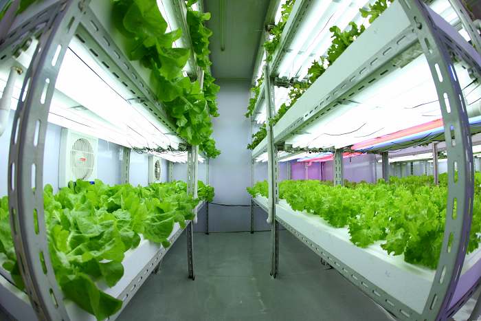 致富种植农民种田视频_农民种田种植致富_致富种植农民种田的句子