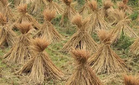 牛粪种植致富方法_牛粪用来种什么农业好_牛粪怎么种菜