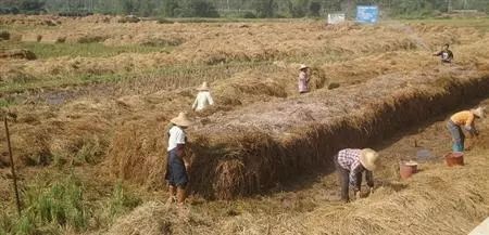 牛粪用来种什么农业好_牛粪种植致富方法_牛粪怎么种菜