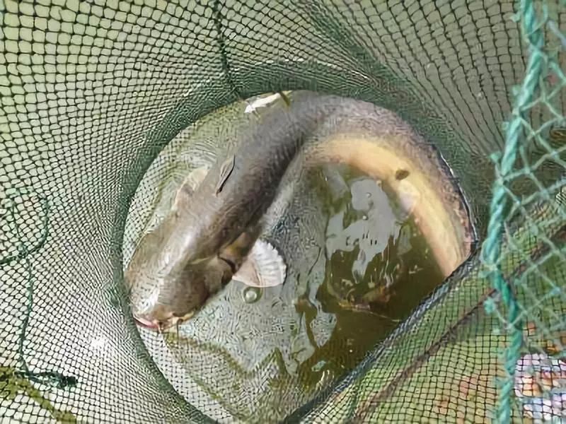 养殖鲶鱼技术_养殖鲶鱼技术视频_养殖鲶鱼技术大全
