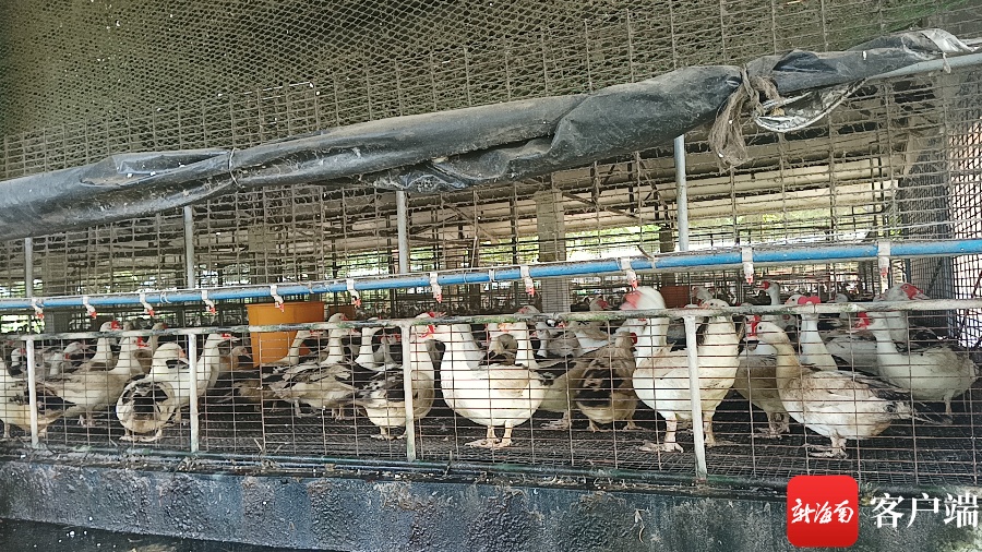 冬天养番鸭用什么保温_种番鸭冬季养殖技术_番鸭养殖温度要求