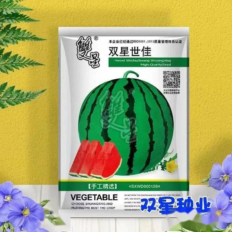 甜瓜露地种植技术视频_甜瓜露地种植技术与管理_露天甜瓜种植技术视频