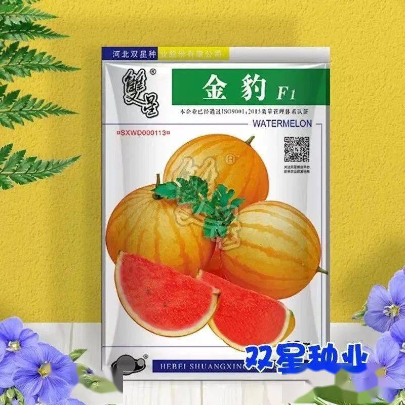 甜瓜露地种植技术视频_甜瓜露地种植技术与管理_露天甜瓜种植技术视频
