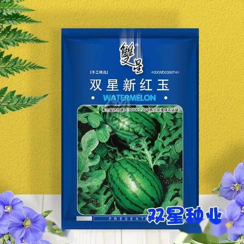 甜瓜露地种植技术与管理_甜瓜露地种植技术视频_露天甜瓜种植技术视频