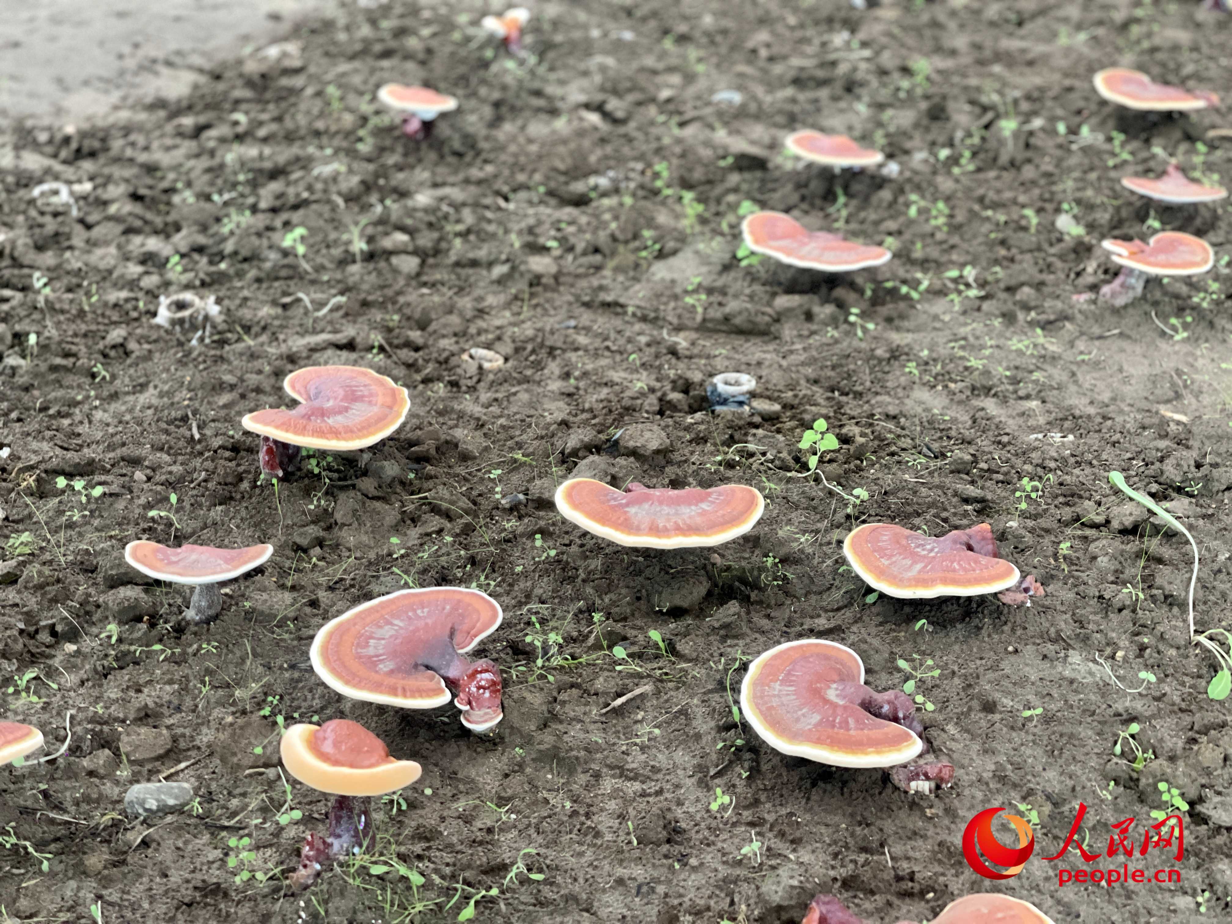 我们的家园｜小灵芝种出“甜日子” 特色产业铺就乡村致富路