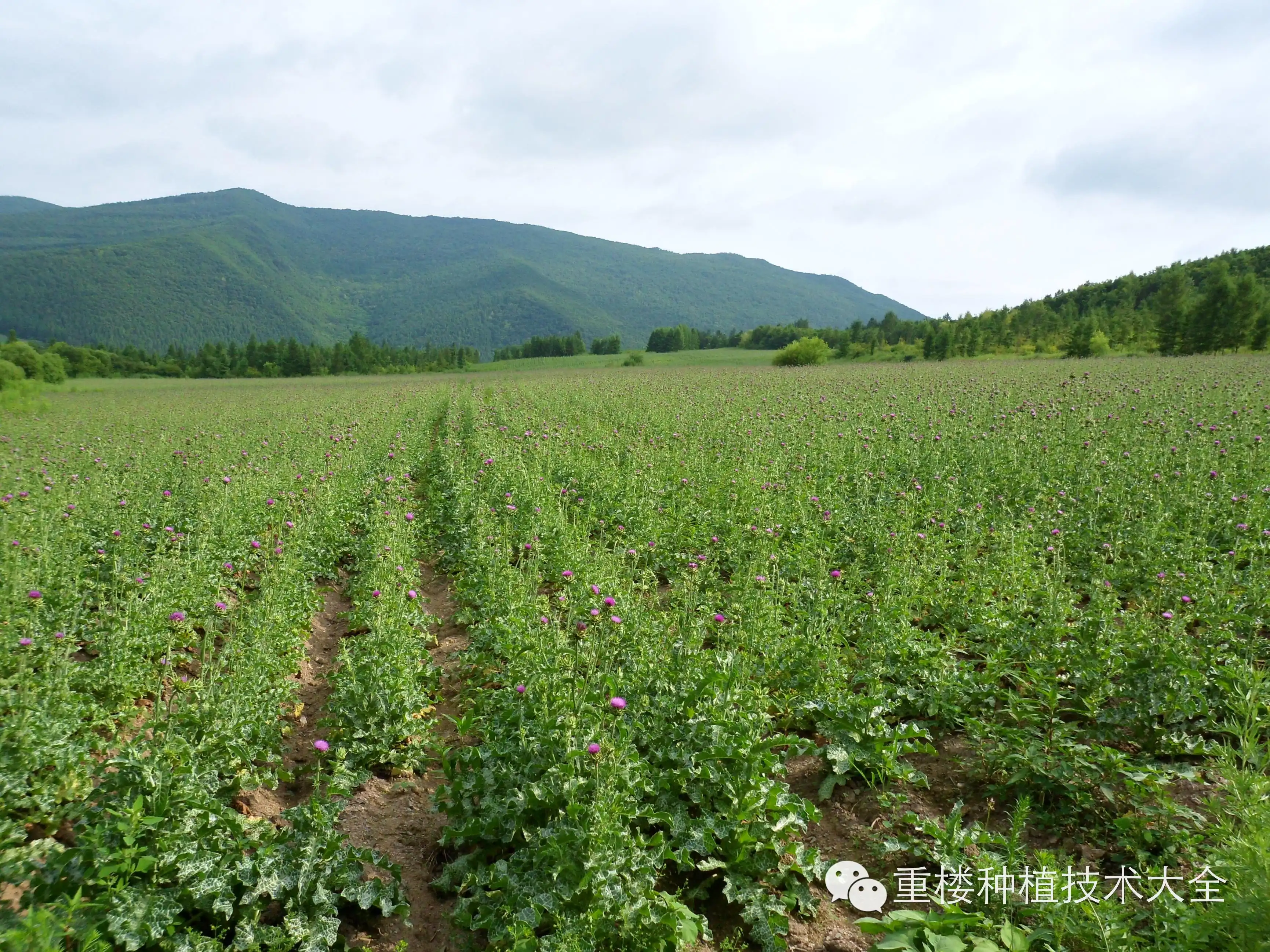 山药药材的种植技术_药材山药种植技术要点_药材山药种植技术与管理