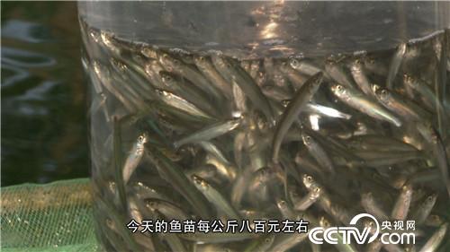致富养殖农村有补贴吗_2020农村养殖致富门路_致富经农村养殖