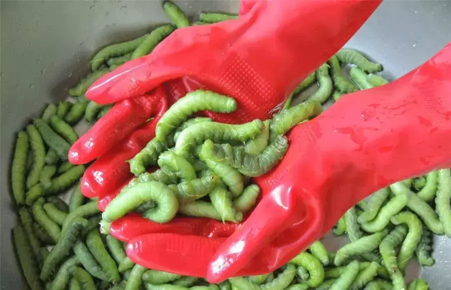 养殖豆青虫一年能赚多少钱_豆青虫养殖致富_致富经养豆虫养殖视频