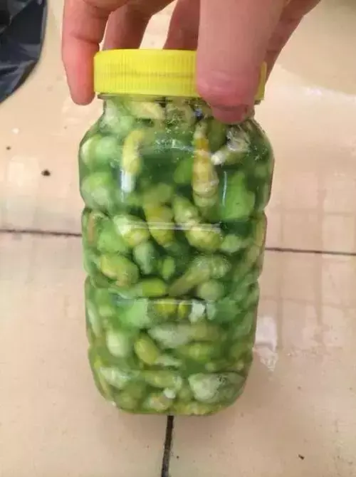 豆青虫养殖致富_养殖豆青虫一年能赚多少钱_致富经养豆虫养殖视频