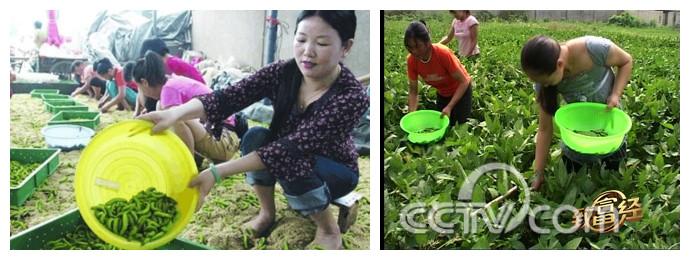 豆青虫养殖致富_养殖豆青虫一年能赚多少钱_致富豆虫养殖青菜怎么样