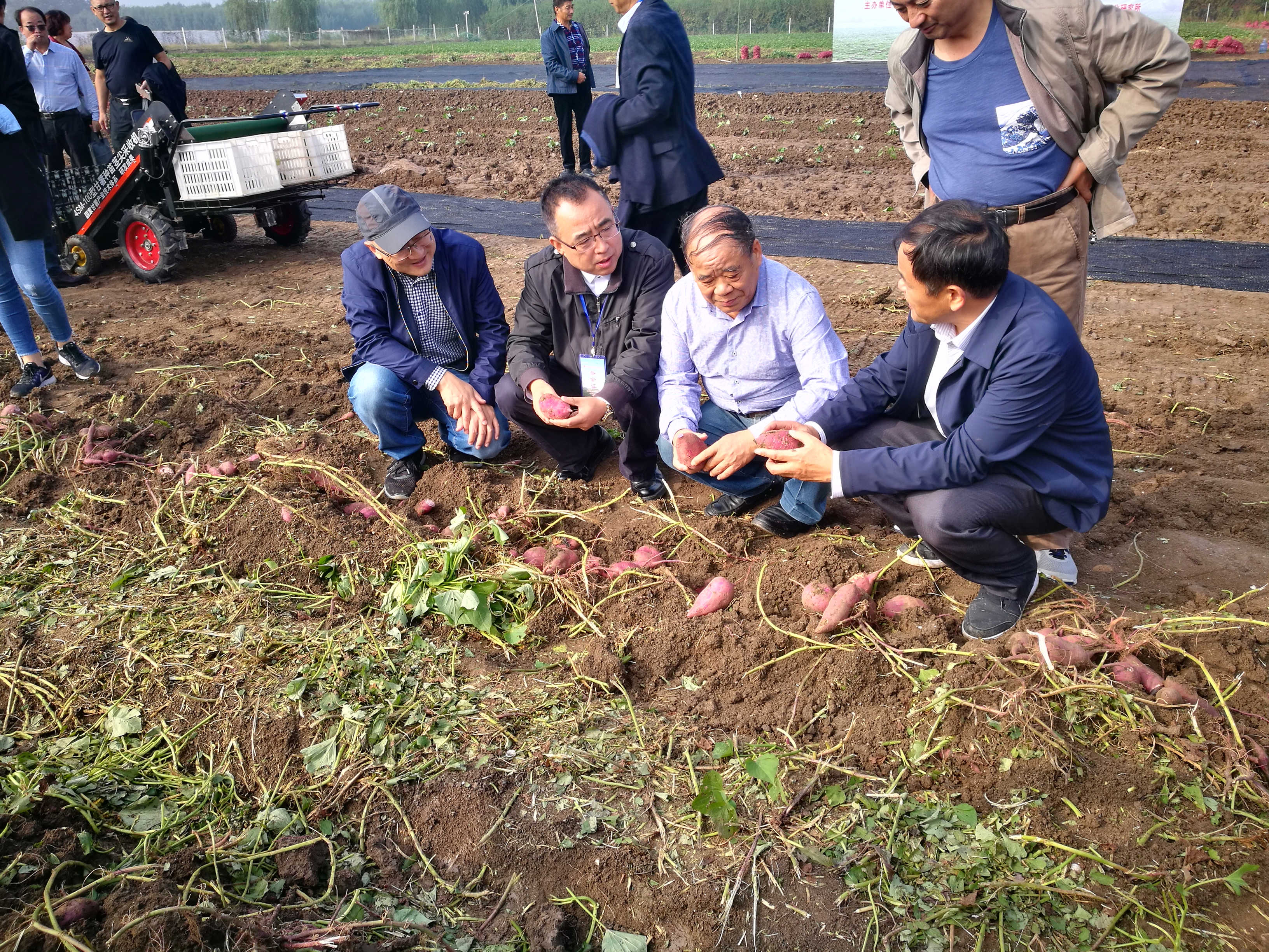 致富经豆青虫养殖_豆青虫养殖致富_致富经养豆虫养殖视频
