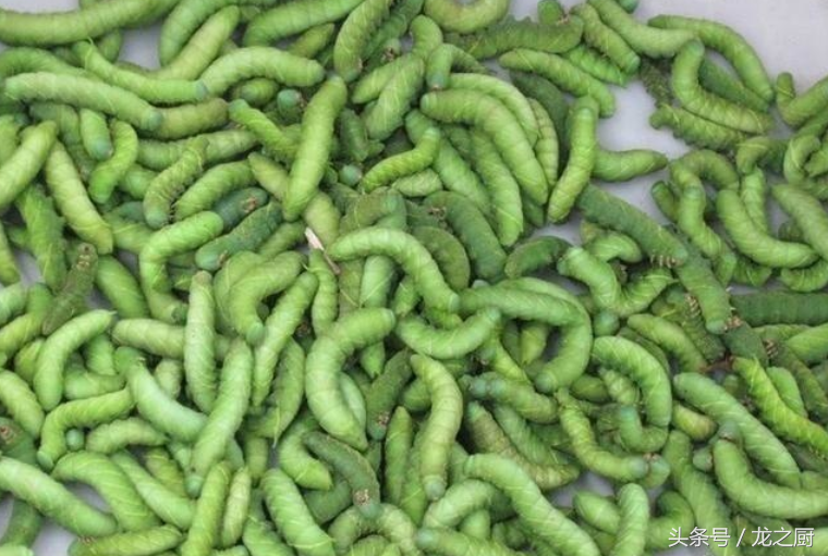 养殖豆青虫一年能赚多少钱_豆青虫养殖致富_致富豆虫养殖青菜怎么样