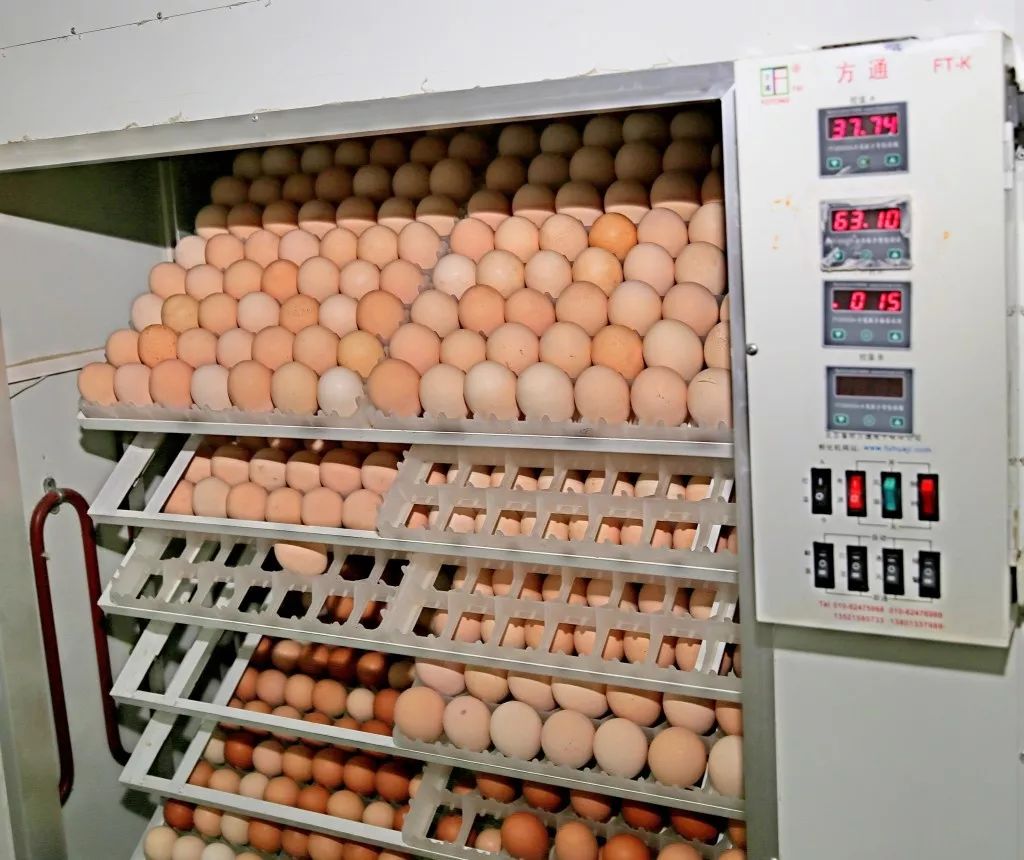 养殖蓝孔雀赚钱吗_蓝孔雀养殖技术视频_养殖蓝孔雀技术
