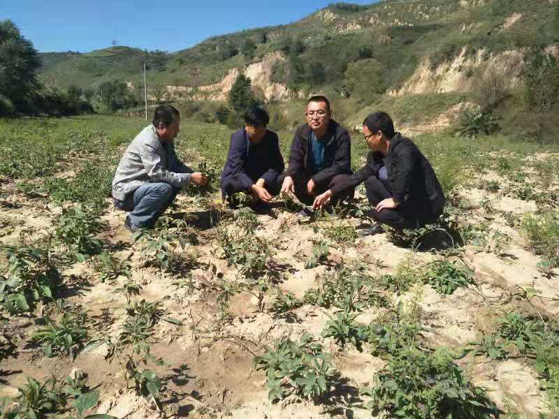 “蜜蜂”书记的致富经——记吴起县白豹镇王砭村第一书记刘琦