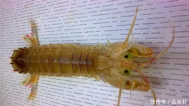 养虾爬子怎么养_虾爬子养殖_虾爬养殖技术