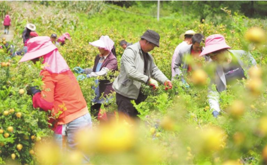 刺梨：山间野果变身致富金果