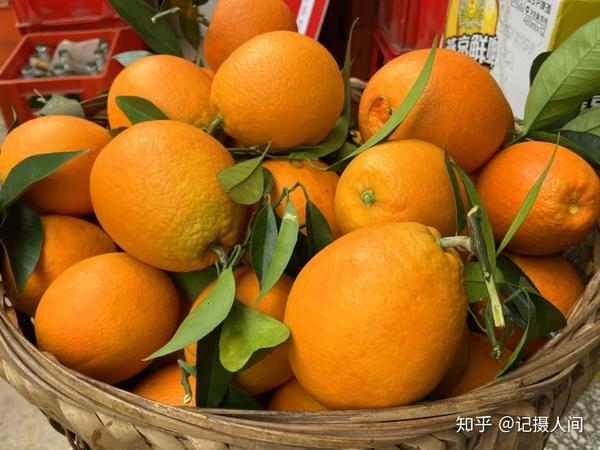 湖南农村发展种植_湖南农村种植致富_湖南农村种植什么最赚钱