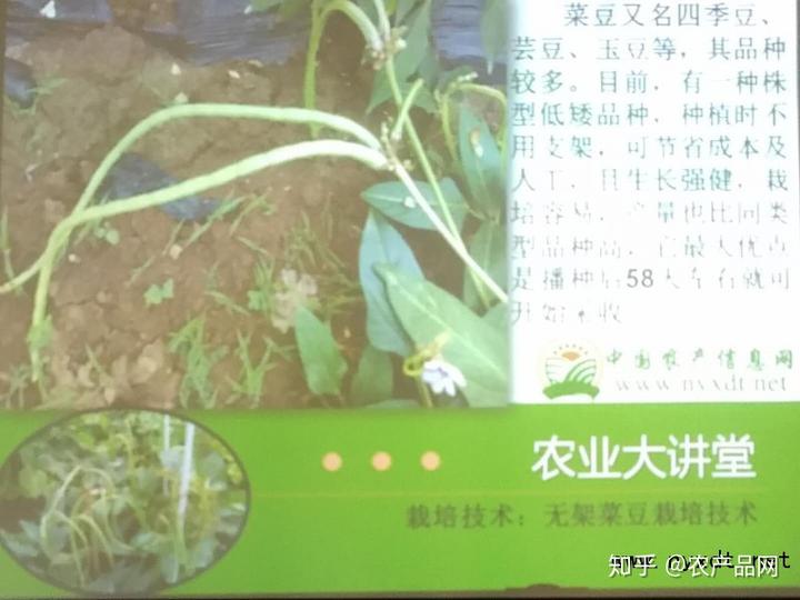 种豆角种子怎么种_种豆角的技术视频_豆角种植技术种子