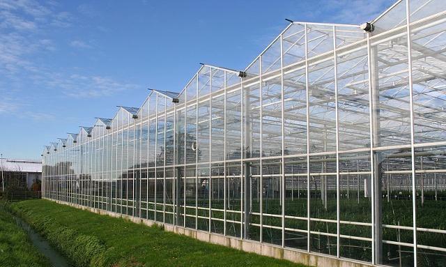 茄子夏季温室种植技术要点_温室茄子夏季种植技术_茄子温室栽培技术