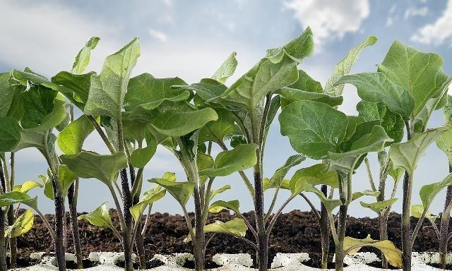 茄子温室栽培技术_温室茄子夏季种植技术_茄子夏季温室种植技术要点