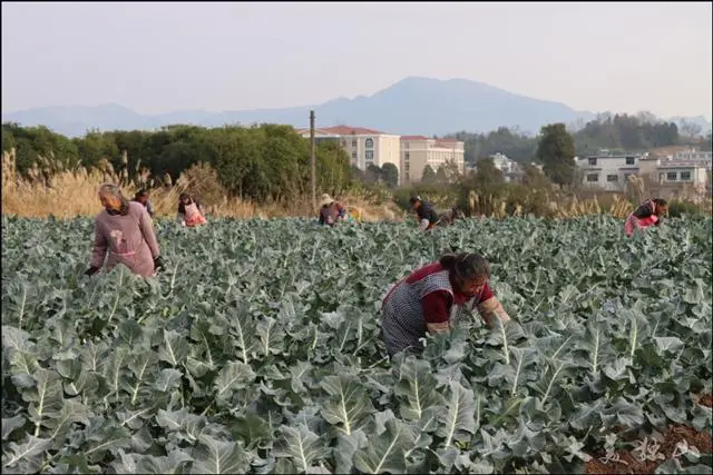 致富种植基地项目有哪些_致富种植基地项目介绍_种植基地致富项目