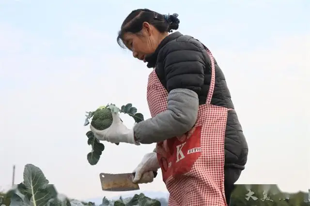 致富种植基地项目有哪些_致富种植基地项目介绍_种植基地致富项目